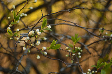 The spring blooming of fruit trees, cherry.