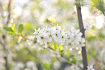 The spring blooming of fruit trees, cherry.