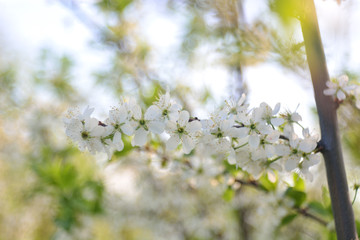 The spring blooming of fruit trees, cherry.