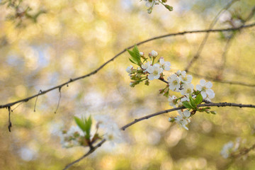 The spring blooming of fruit trees, cherry.