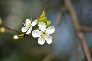 The spring blooming of fruit trees, cherry.