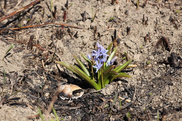 Blooming blue hyacinth on a background of ripened grass. Spring awakening of nature in the sunlight. Ecological catastrophe and atmospheric pollution with CO2 emissions. Greenhouse effect