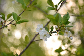 The spring blooming of fruit trees, cherry.