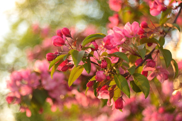 Spring flowering fruit trees, Apple trees.