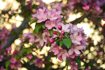 Spring flowering fruit trees, Apple trees.