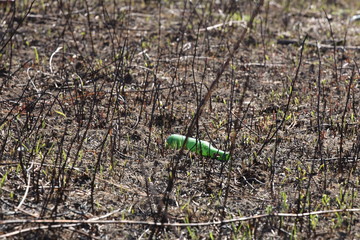 An empty glass charred bottle is lying on grass that has been baked out. Ecological catastrophy. Spring tan green cover. Danger of fire. The destruction of life and pollution. Problems of civilization