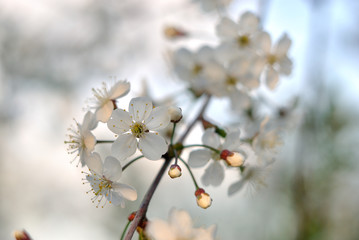 The spring blooming of fruit trees, cherry.