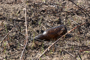 An empty glass charred bottle is lying on grass that has been baked out. Ecological catastrophy. Spring tan green cover. Danger of fire. The destruction of life and pollution. Problems of civilization