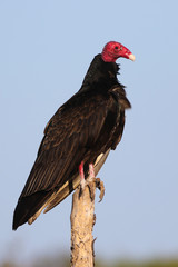Turkey Vulture, Cathartes  aura bird