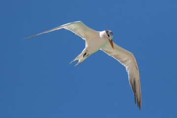 Royal tern (Thalasseus maximus) bird in flight