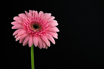 Pink Gerber Flower