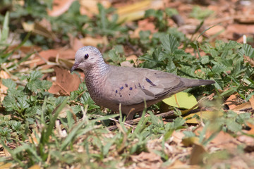 Common ground dove (Columbina passerina)