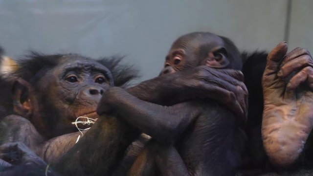 Close up of Bonobo mother and baby, relaxing and playing.