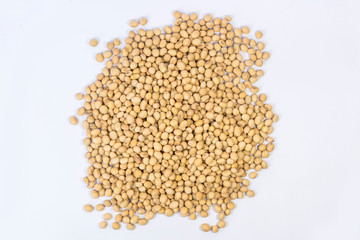 soybean