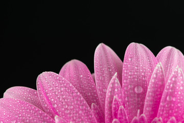 Water Drops on Pink Flower Petals