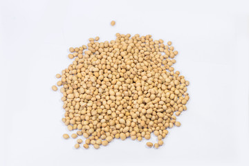 soybean