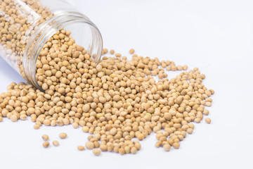 soybean