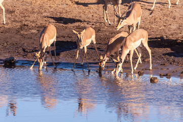 A group of Impalas -Aepyceros melampus- drinking from a waterhole in Etosha National Park, Namibia.