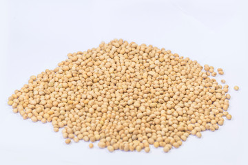 soybean