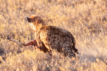 Close-up of a spotted Hyena - Crocuta crocuta- with a prey, seen during the golden hour of sunset...