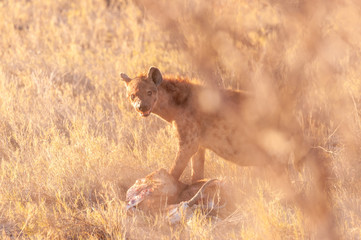 Close-up of a spotted Hyena - Crocuta crocuta- with a prey, seen during the golden hour of sunset...