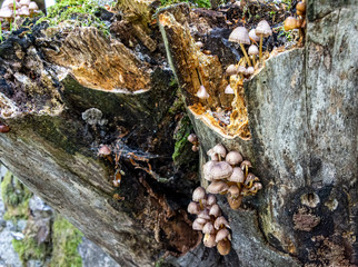 mushrooms on tree