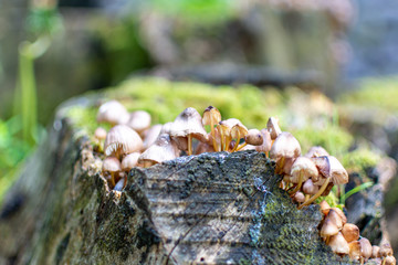 mushrooms on tree