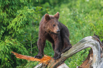 Young brown bear (ursus arctos)  in the forest.