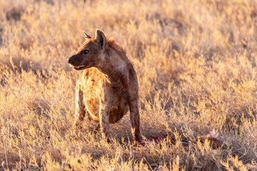 Obraz na płótnie Canvas Close-up of a spotted Hyena - Crocuta crocuta- with a prey, seen during the golden hour of sunset in Etosha national Park, Namibia.