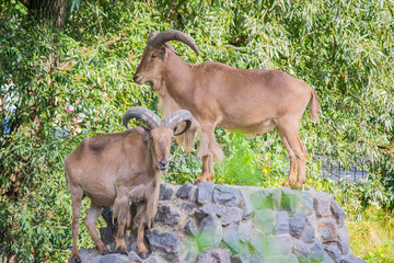 Two mountain goats surrounded by green leaves and stones.