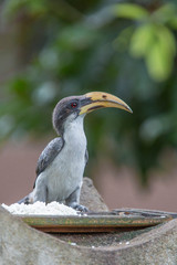 Obraz premium The Sri Lanka Grey Hornbill, Ocyceros gingalensis