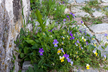 stone wall