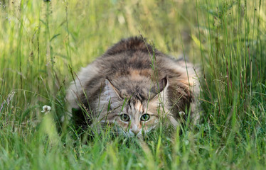 A norwegian forest cat female stalking photographer in high grass