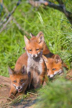 Red fox, vulpes vulpes, small young cubs near den curiously weatching around. Cute little wild predators in natural environment.