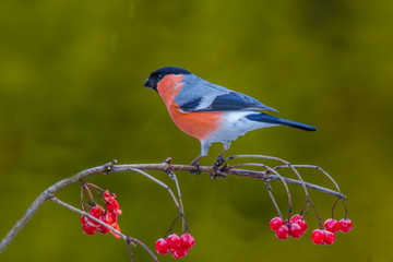 Bullfinch ( Pyrrhula Pyrrhula)