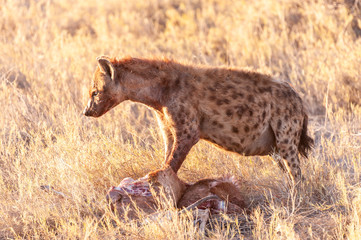 Close-up of a spotted Hyena - Crocuta crocuta- with a prey, seen during the golden hour of sunset...