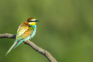 Bird - Bee-eaters (Merops apiaster)
