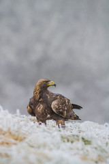 A Golden Eagle (Aquila chrysaetos) sitting in a field with snow on the ground..