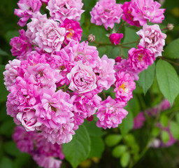 a bunch of small pink roses close-ups growing on a bush