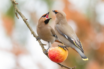 Bohemian Waxwing - Bombycilla garrulus