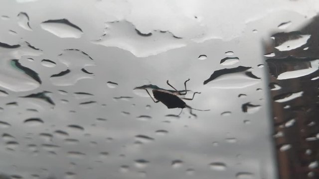 A large sheild / stink bug quickly crawling on the inside pane of glass from left to right, water droplets on the window