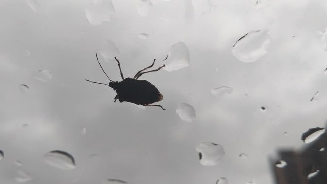 A Large Sheild / Stink Bug Crawling On The Inside Pane Of Glass From Right To Left, Water Droplets On The Window