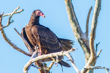 Closeup of a turkey vulture, Cathartes aura, standing on the ground in the Florida Everglades.