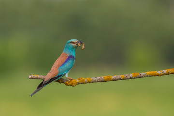 european roller (coracias garrulus) in natural habitat in spring