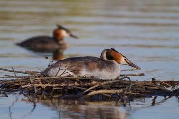 Great Crested Grebe, Podiceps cristatus, water bird sitting on the nest, nesting time, on the dark green lake, bird in the nature habitat
