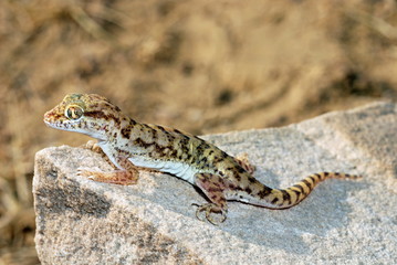 Sindh Sand Gecko. Crossobamon orientalis, Sam, Jaisalmer, Rajasthan, India. A gecko found on barren sand dunes. A nocturnal species.