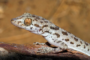 Keeled Rock Gecko, Cyrtopodion scabrum another desert species of gecko preferring rocky patches. Sam, Jaisalmer, Rajasthan, India