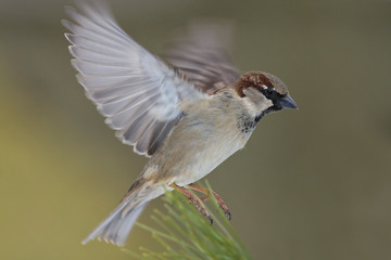 Flying House sparrow (Passer domesticus)
