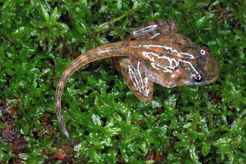 A tadpole (also known as a pollywog, poliwag or polliwog)  Amboli, Maharashtra, India.