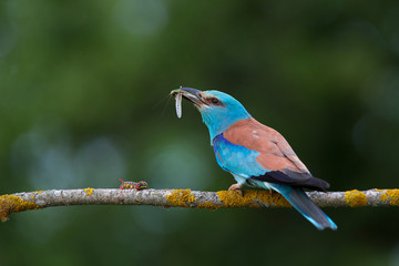 european roller (coracias garrulus) in natural habitat in spring